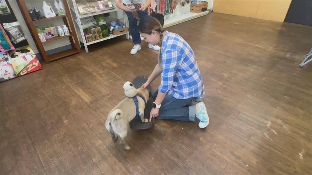 毛小孩特技!街頭與飼主「溜滑板」 民眾直擊驚呼:太酷了吧