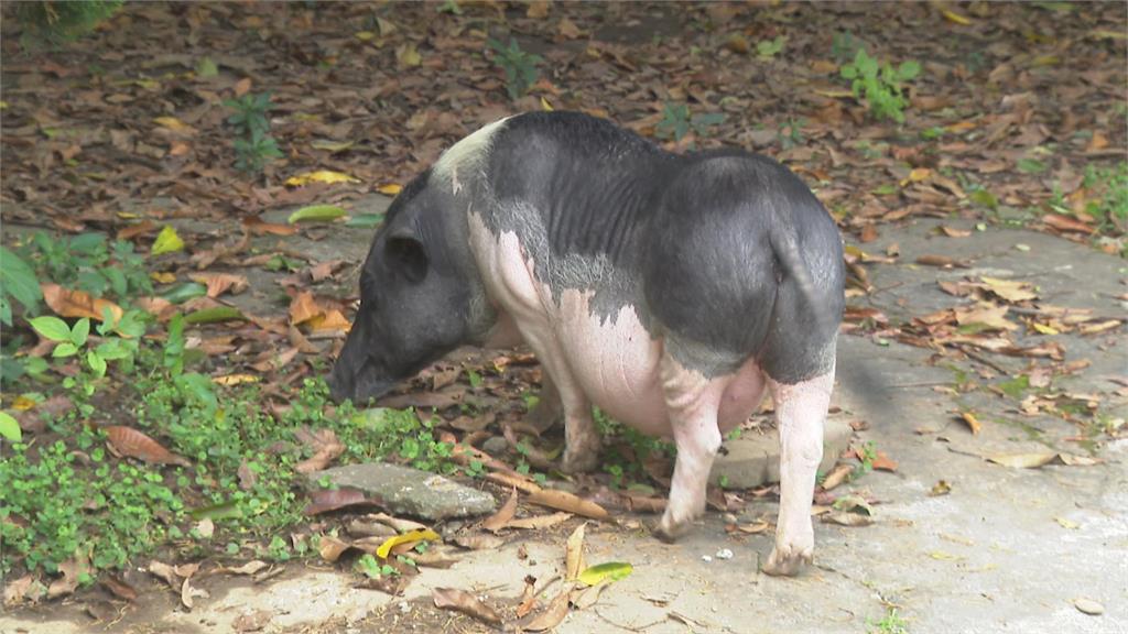 非洲豬瘟全台戒備⋯台中驚見「寵物豬逛大街」!飼主「這原因」遭罰⋯全網歪樓