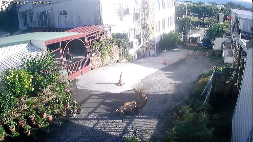 墾丁有梅花鹿呆萌站在屋頂上? 原因曝光!因為這件事「鹿急跳屋頂」