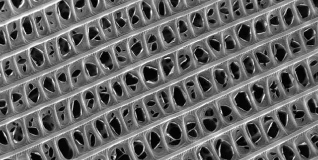 研究指「飛蛾鱗片」能吸收87％噪音　科學家：有望成超薄吸音壁紙
