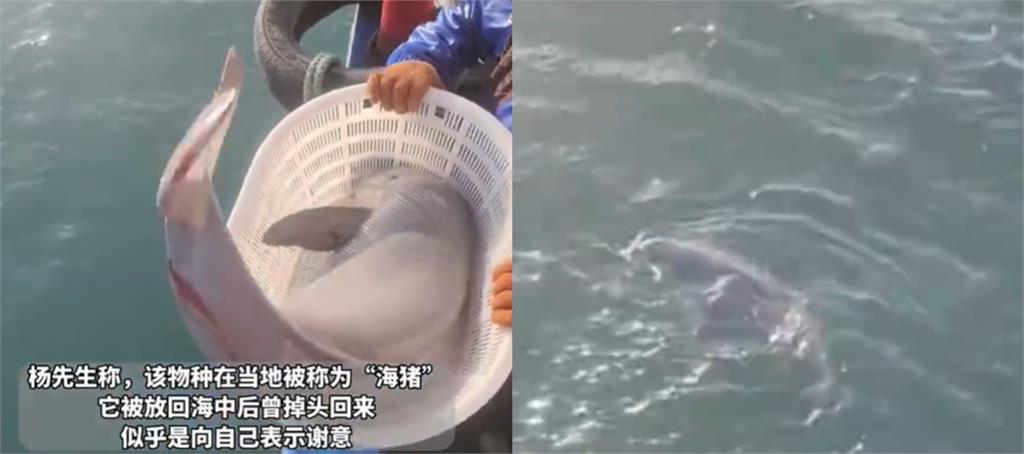 中國漁夫撈到圓滾滾「銀白海獸」！真實身分曝光竟是「極度瀕危生物」