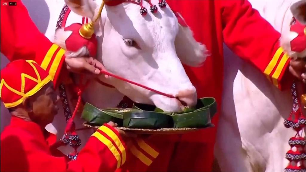 泰國春耕儀式祈求豐收　國王夫婦親自主持