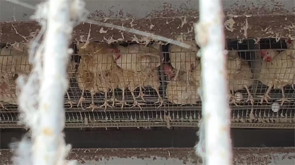 彰化案場16天3度驗出芬普尼蛋 檢調持續追查污染源