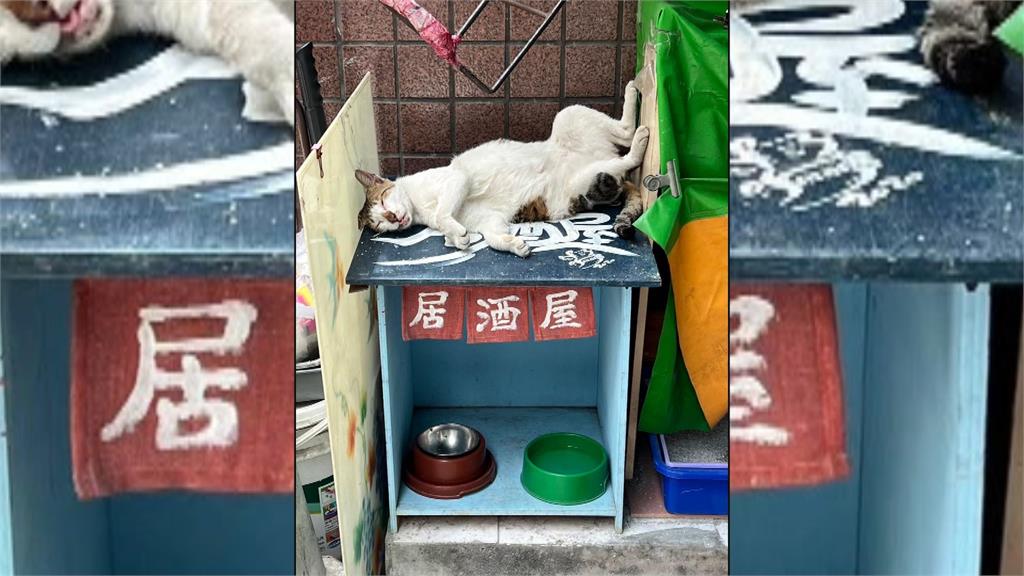 高雄愛貓里長設置餵食站 集中餵食不髒亂 誘捕結紮