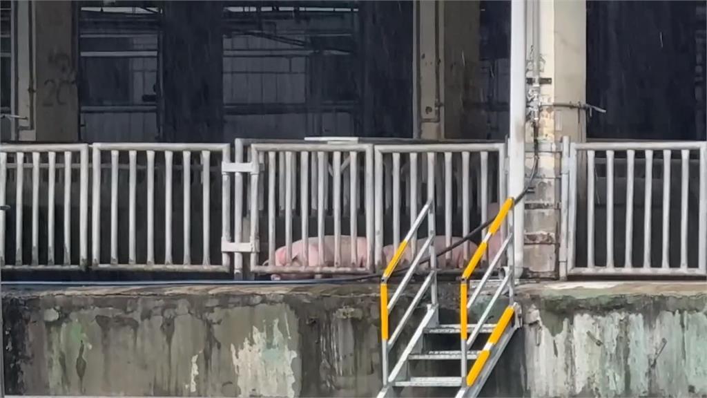 新竹肉品市場花2.6億改善無效 長年惡臭沖天...臭到令人想吐
