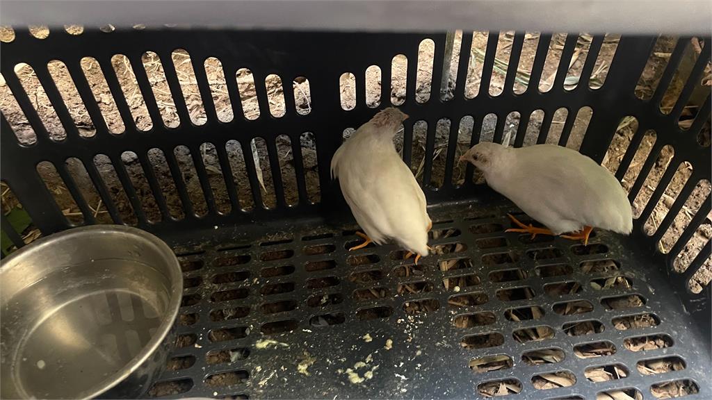 獨家！這是什麼鳥？　婦人市區撿到「這動物」驚：雞蛋自由了