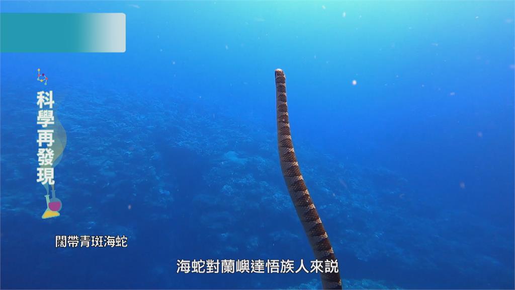 蘭嶼珊瑚礁生態豐富　與海蛇深度共游