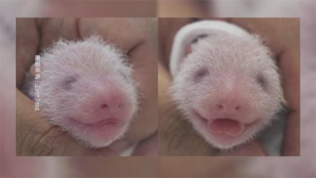 旅居南韓大貓熊　「愛寶、樂寶」誕下雙胞胎寶寶