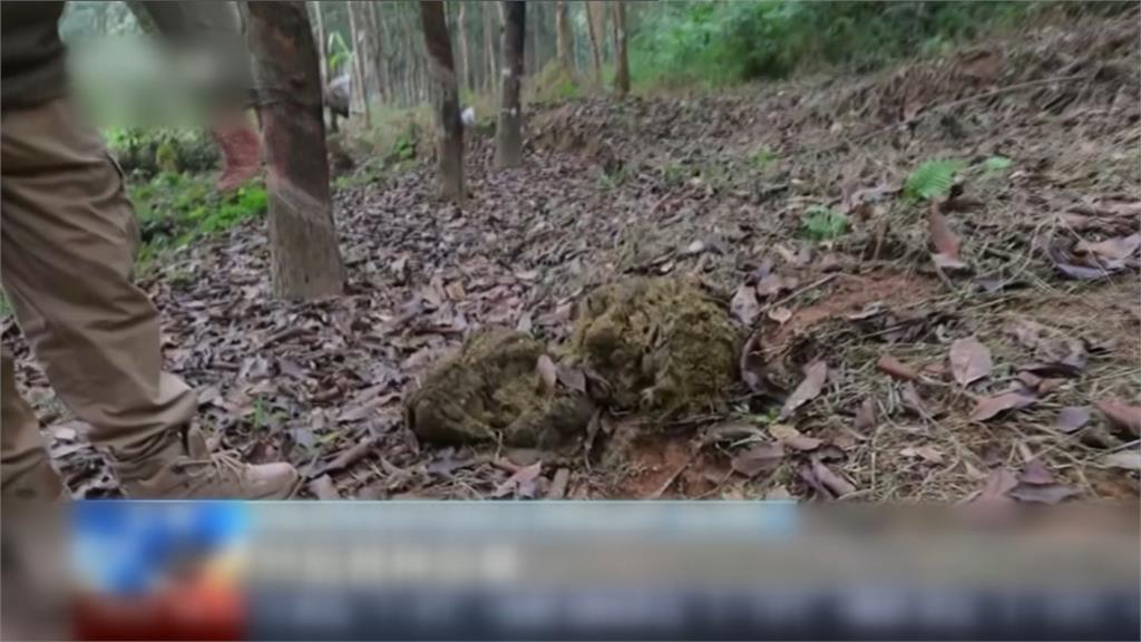 野生亞洲象現村莊周圍 無人機追蹤象群近距離接觸