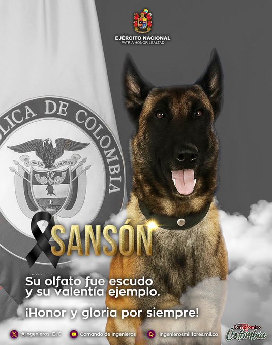 英勇警犬救數百人重傷殉職!炸斷腿仍拚命爬回主人懷中…淚崩送別畫面曝