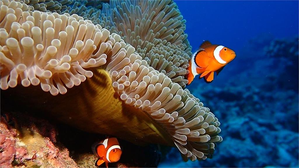 海葵及小犬過境助活化近海生態　潛水員：減緩珊瑚白化現象