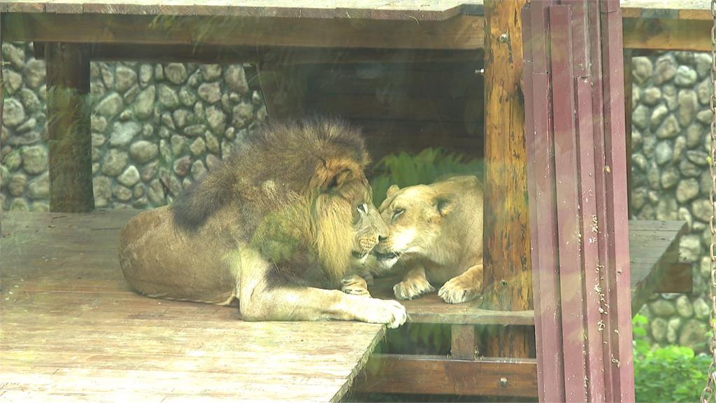 壽山動物園非洲獅「小辛」低頭淋雨　網友：做錯事被老婆趕出來？