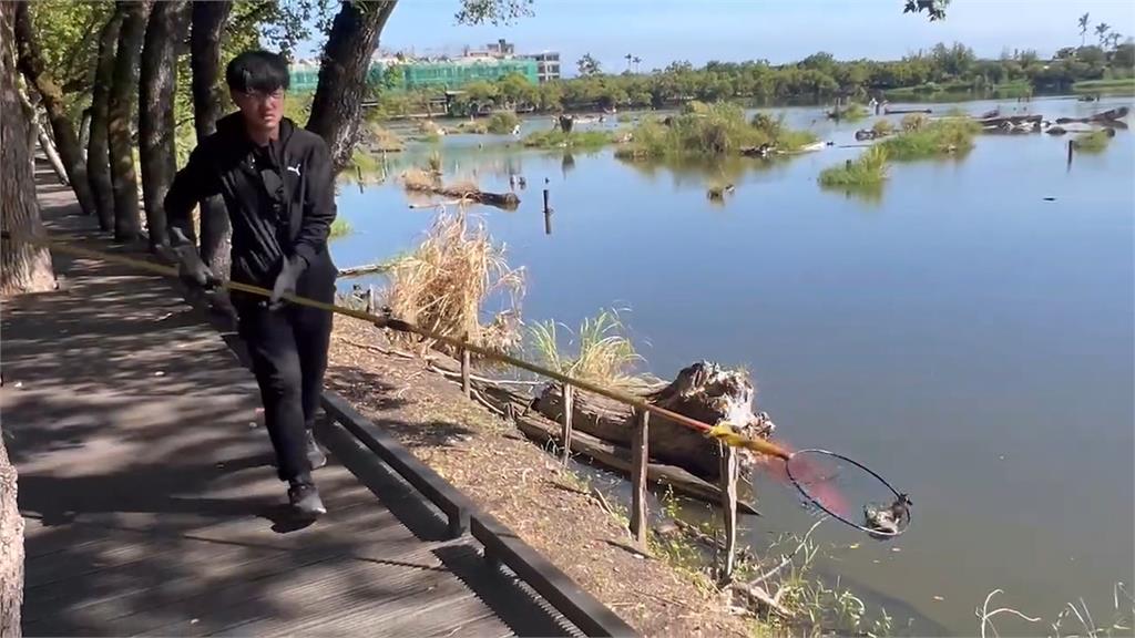 羅東貯木池漂死魚傳惡臭　疑水溫增高水中溶氧驟降導致