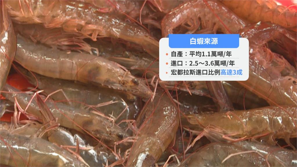 台宏貿易83%皆是白蝦　邦交生變恐現缺蝦潮？