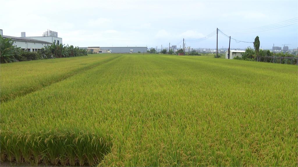 高屏一期稻作進入收割期 出現多「空包彈」邱議瑩勘災