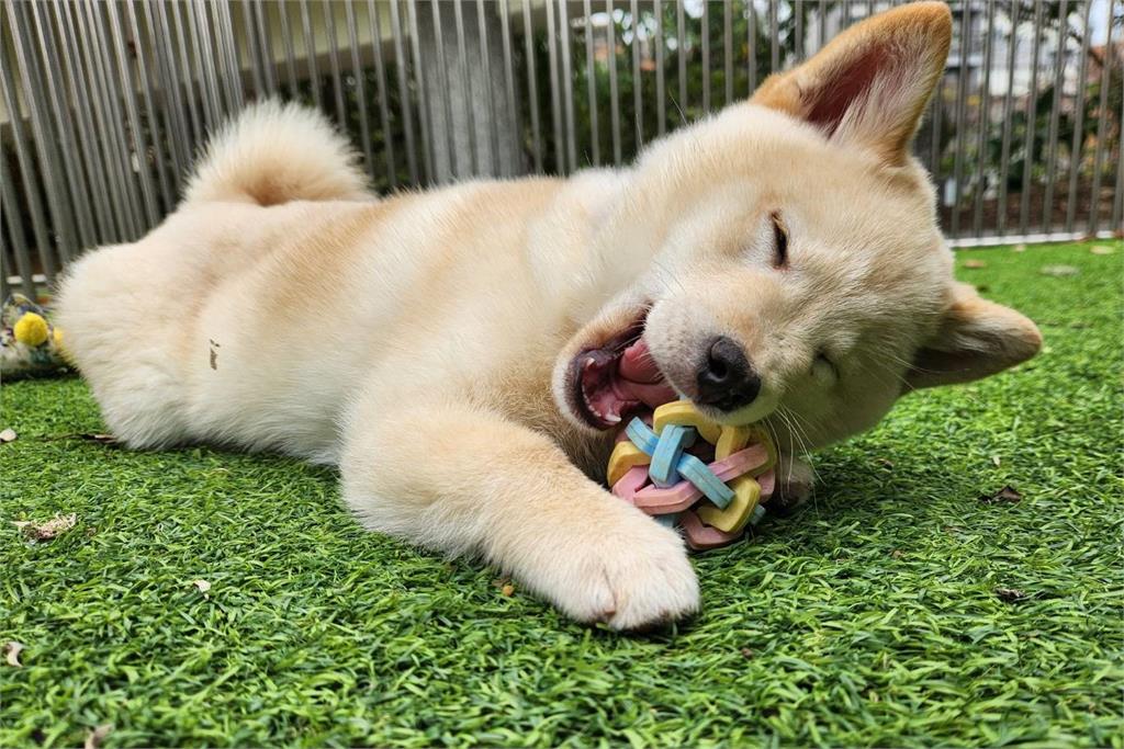 快新聞/愛狗人士照過來!新竹縣動保所釋出13隻柴犬供認養 注意事項看這裡
