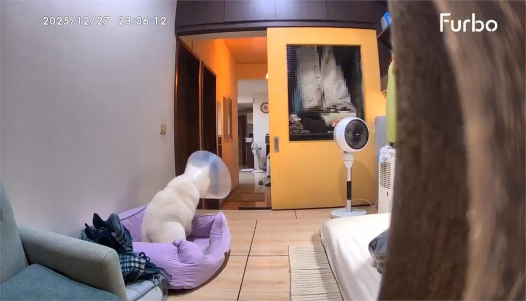 天搖地動！深夜７‧０強震　毛小孩嚇壞狂奔、貓咪「石化」