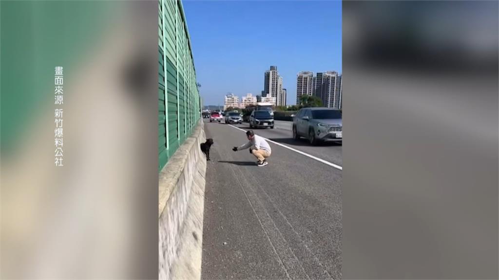 怎麼有狗狗躲在國道路肩! 救援影片傳上網「順利返家」
