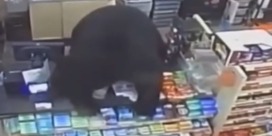 11歲男童遭黑熊瘋狂追殺進商店!「距離我只有1英尺」尖叫逃生畫面曝光