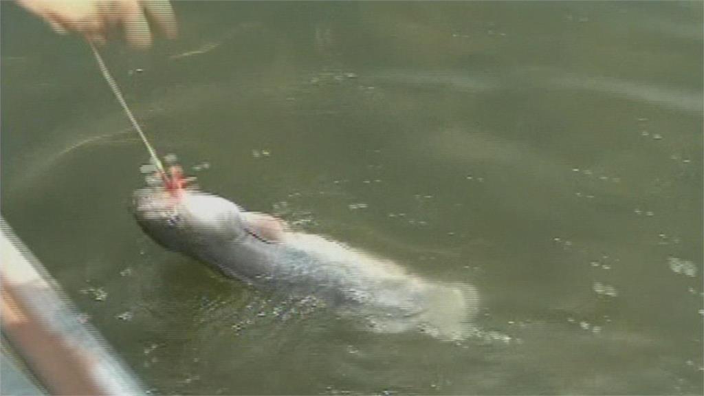 外來種入侵曾文水庫！　釣客驚見擬鱷龜、澳洲龍蝦