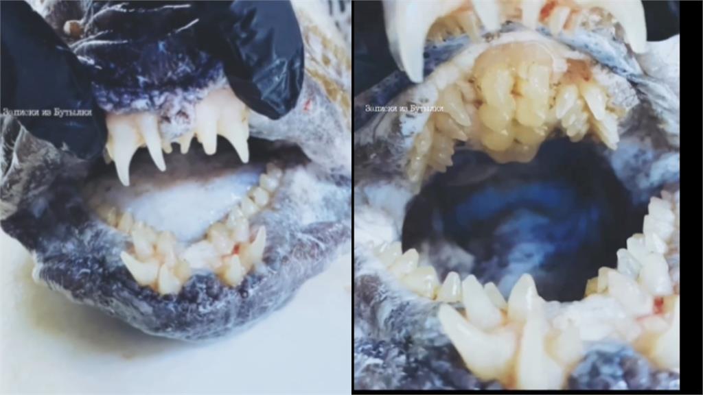 「深海怪魚」震撼神釣手!一張嘴「百顆人牙現蹤」專家揭超反差身分