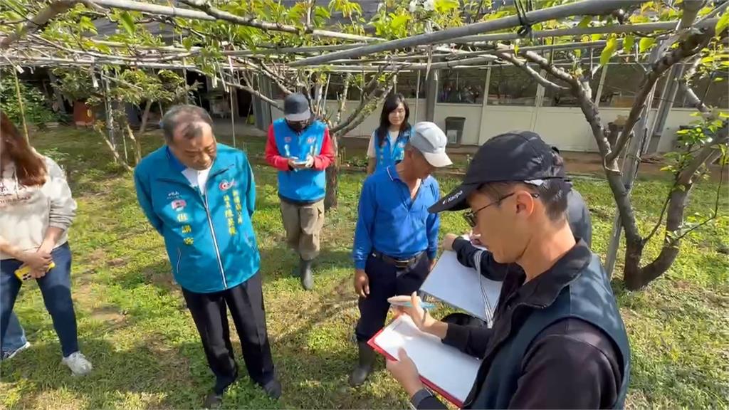 忽冷忽熱! 新竹高接梨梨穗損失慘重 縣府喊話中央救助