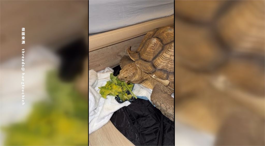四腳朝天險滅頂　蘇卡達象龜落難水溝載浮載沉