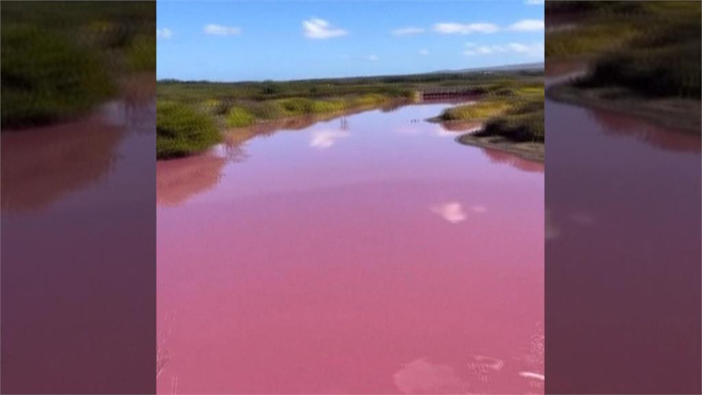 乾旱鹽度過高「這種」細菌猛滋長　夏威夷州池塘變粉紅色
