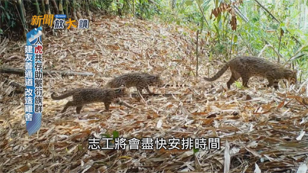 一級保育類石虎　棲地淺山　人「虎」相爭釀傷亡