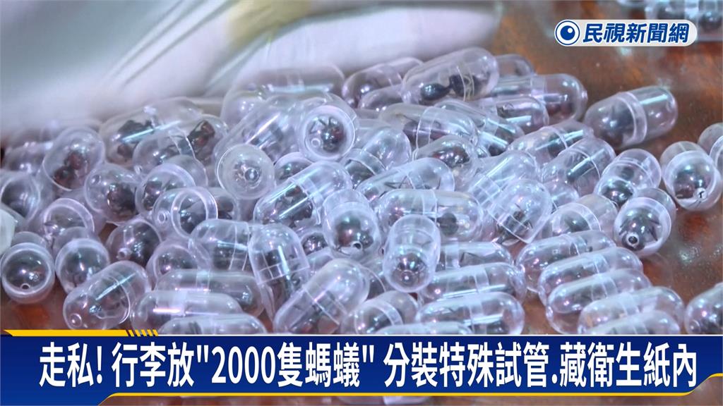 蟲蟲商機！中國男帶「2千隻花園蟻」　藏行李想走私　肯亞機場落網