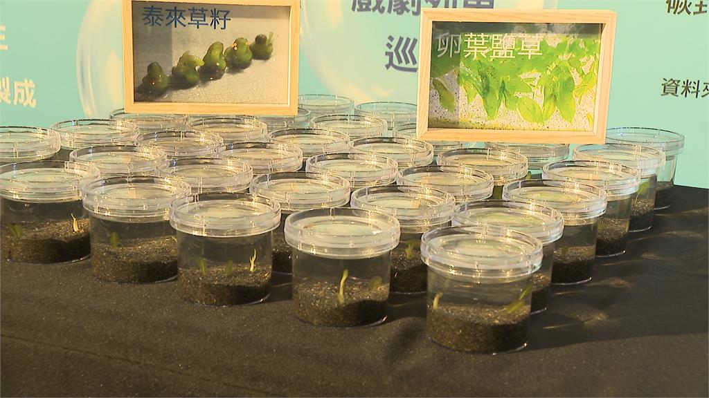 還海行動2025! 今周刊攜台大建置海草復育基地