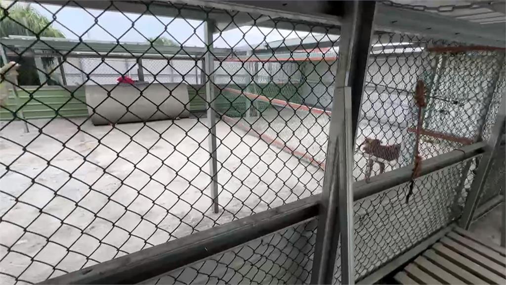 比特犬Lucky兩度跳窗咬傷人! 雲林新飼主接手 花費40萬打造新環境