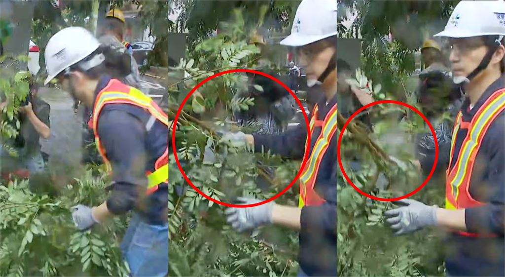 蔣萬安視察災情「體驗撿樹枝」畫面全程直播！他酸爆「當兵能體驗」：忘記他沒當過