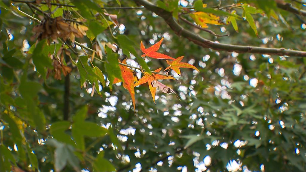 東北季風增強+高壓影響 今晚至明晨北台灣低溫探12度