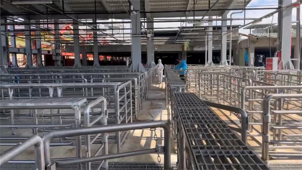 來囉來囉!各地白胖豬豬們上車了 ! 凌晨禁宰令解除「這時間」可買溫體豬