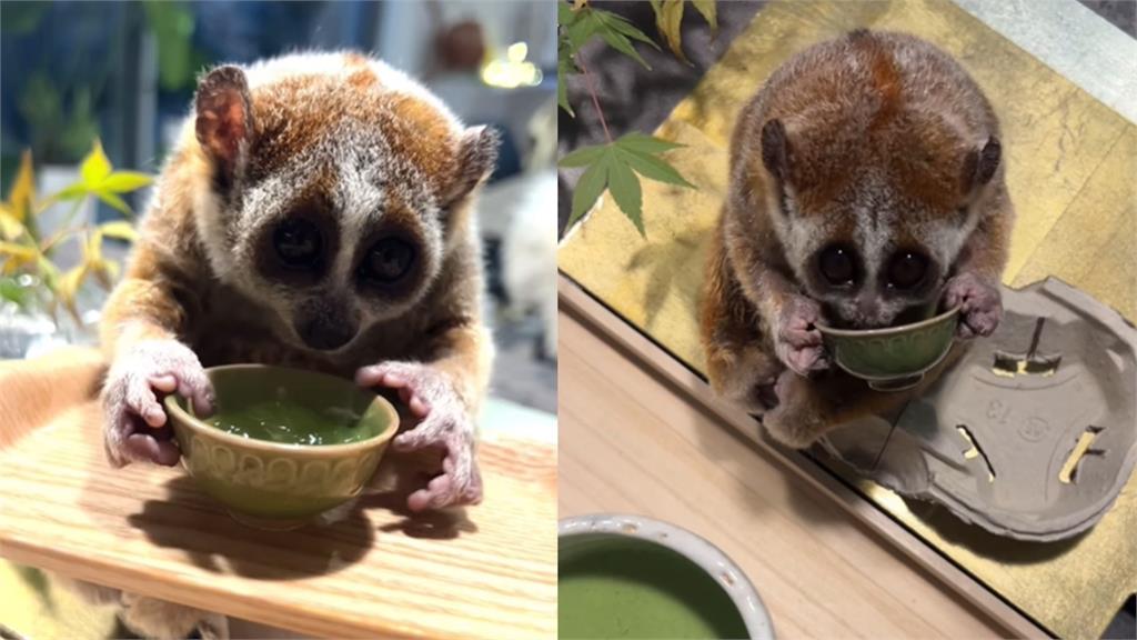 日本水汪汪大眼小懶猴「進食模樣」萌翻!狂吸345萬網友朝聖