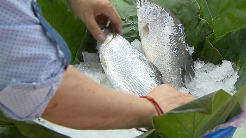 漁業署推廣國產魚　「10倍大」帝王粽一次品嘗四種漁產