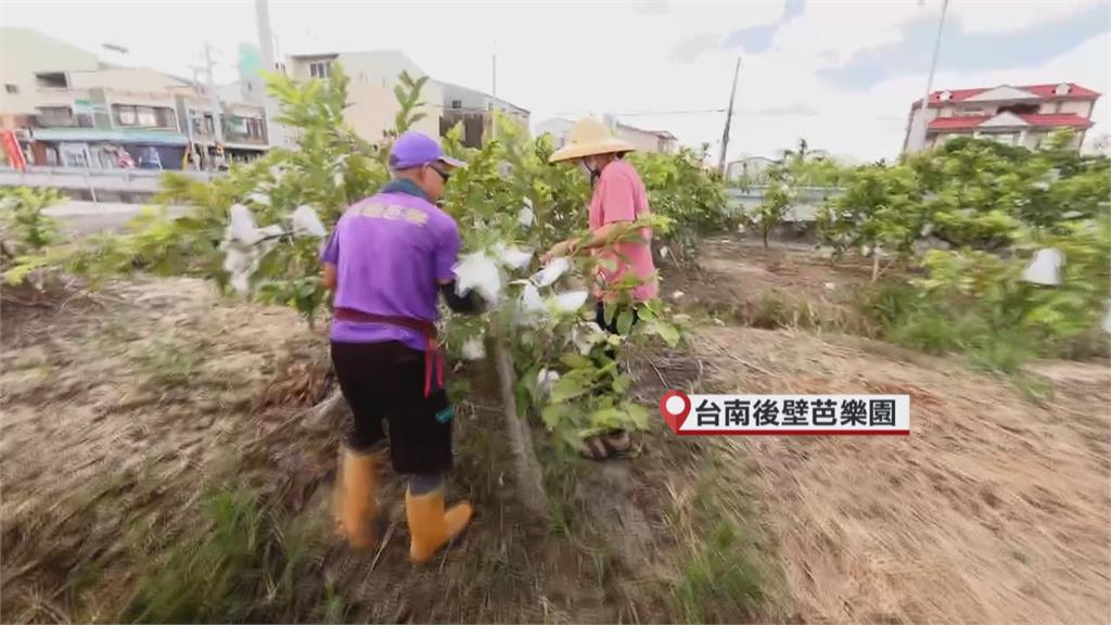 楊柳逼近!台南後壁僅1成芭樂收成 農民無奈:沒什麼好損失