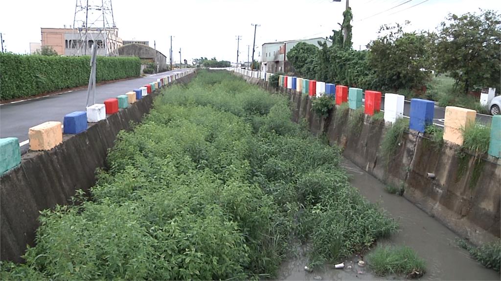 誇張!線西大排雜草叢生 延伸百米如「森林公園」