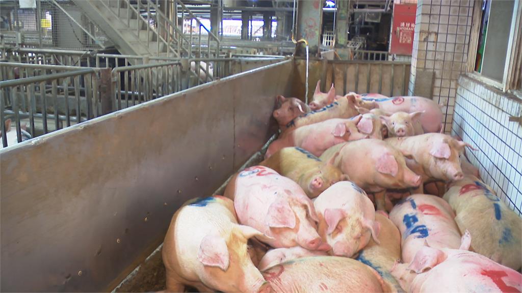 防堵非洲豬瘟採折衷方案　10月起200頭以上豬場開放使用廚餘