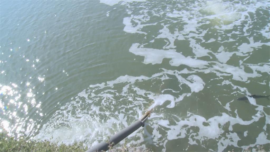 加溫禦寒搶救虱目魚! 搬進「有加溫器魚池」水溫升5度
