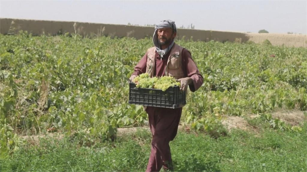 巴基斯坦貨幣貶值　阿富汗農產豐收仍賣嘸好價錢