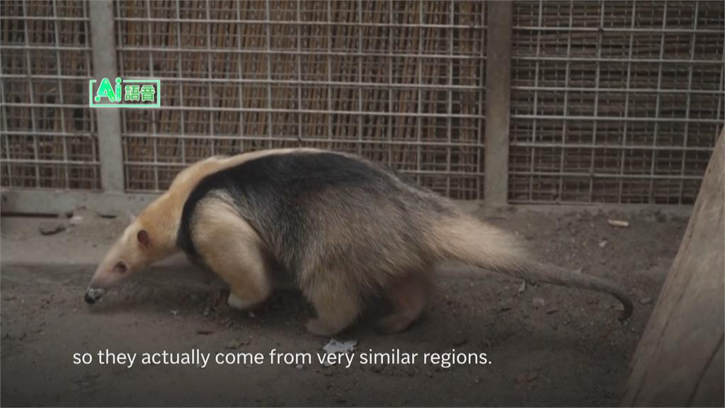 匈牙利動物園跨越物種的友誼　金獅面狨小猴找「牠」當朋友