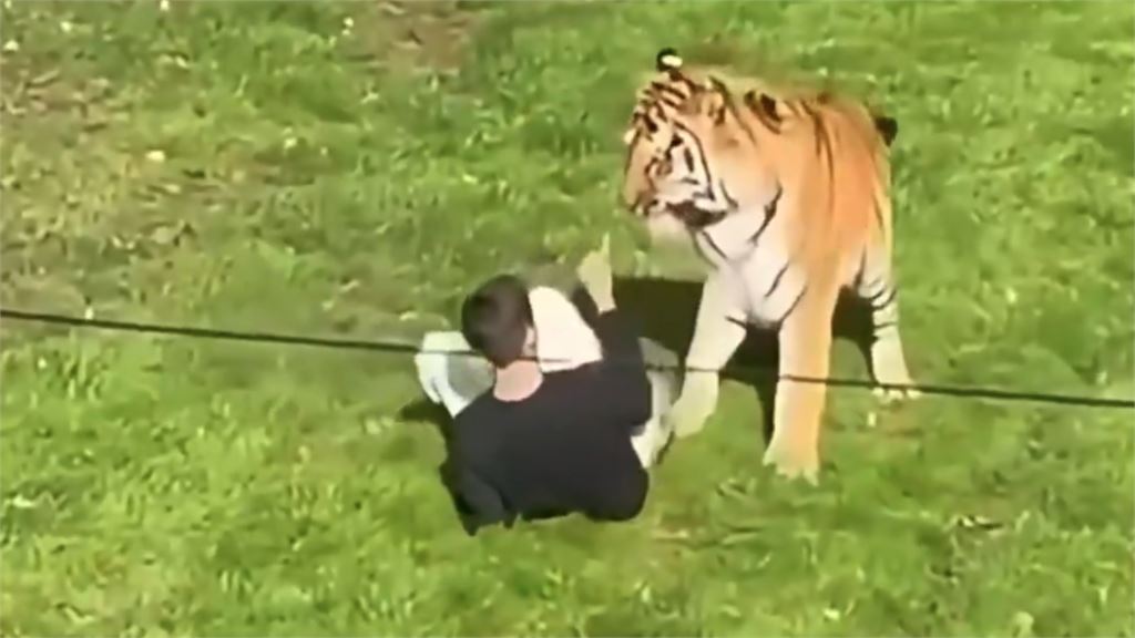 男「事前跳進去逗弄」還拍照！動物園「激戰猛虎」無碼震撼視角外流