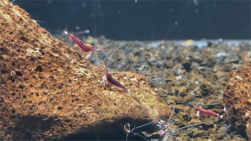假日好去處!農業科技園區"觀賞水族展示廳"" 展出各式魚類