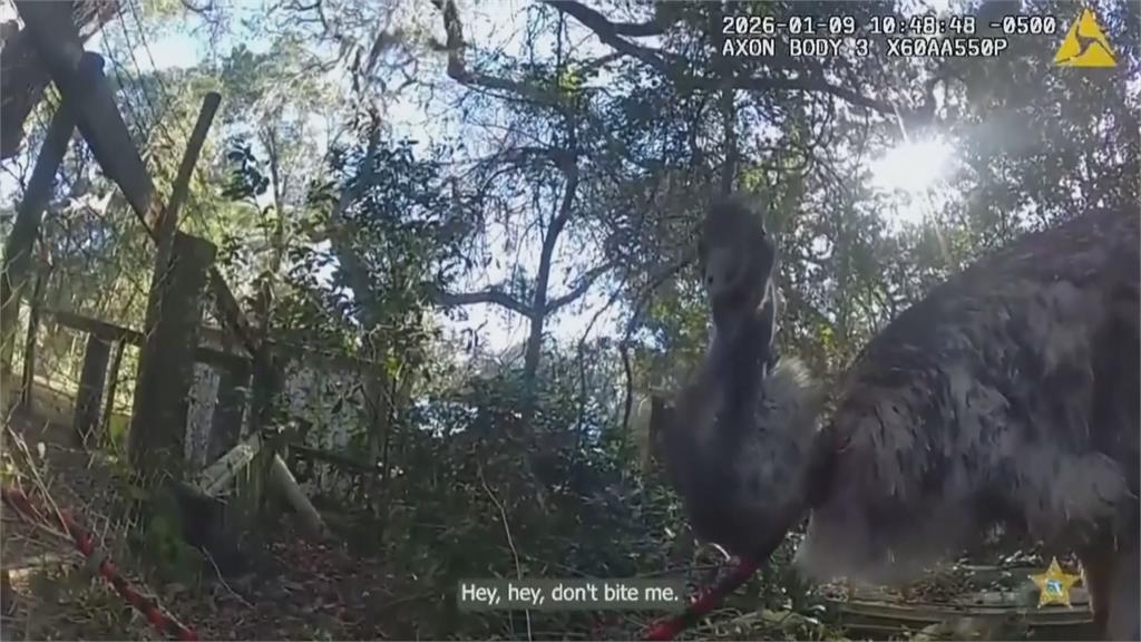 佛羅里達州鴯鶓出逃！　警察狂追45分鐘「雙腳上銬」
