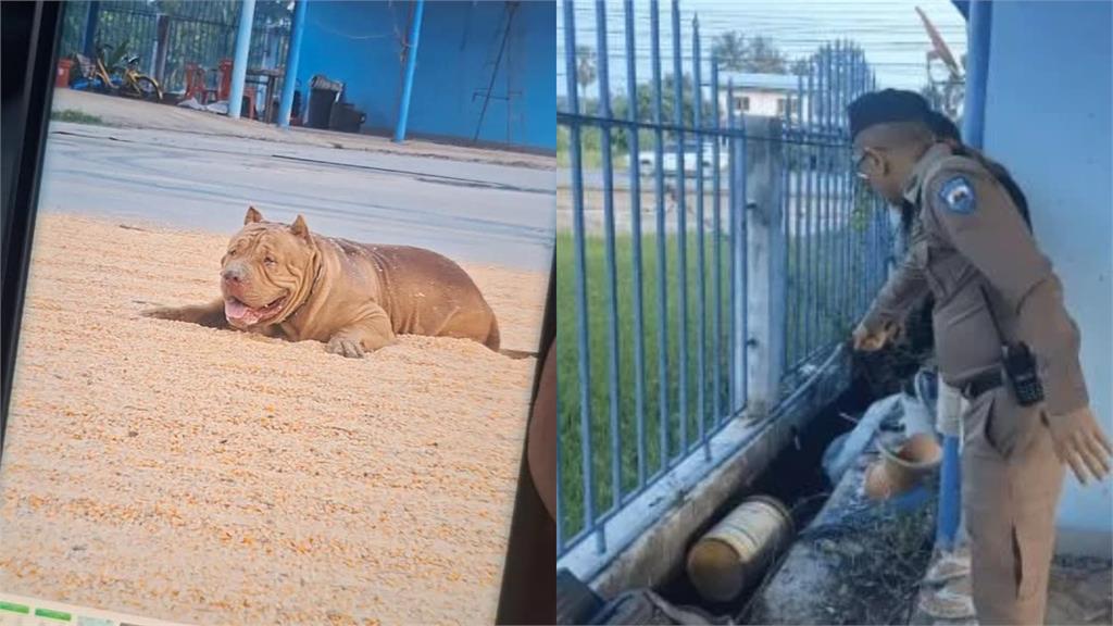 比特犬疑將2個月女嬰「當玩具」猛咬拖行!「留6公尺血痕」父母悲痛不已