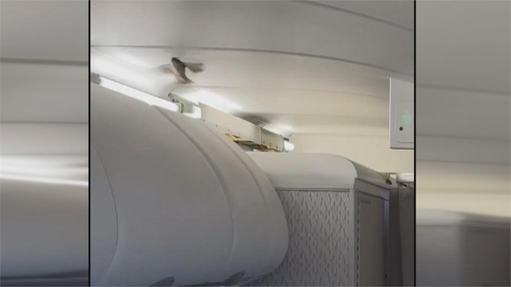 國泰班機"鳥隻闖機艙"引騷動 乘客展開抓鳥行動延誤50分鐘