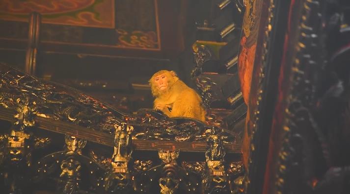 快新聞/猴子大鬧天宮!「對壽桃虎視眈眈」躲屋簷、偷供品 吃完還亂丟香蕉皮