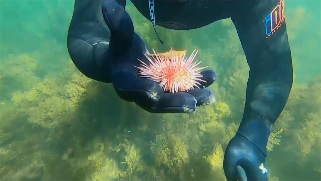 海膽過量影響生態平衡　澳洲鼓勵潛水抓來吃
